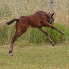 Appaloosa Hengstfohlen von ST. PADDYS ROOSTER, 2008