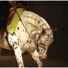 Appaloosa im Spot