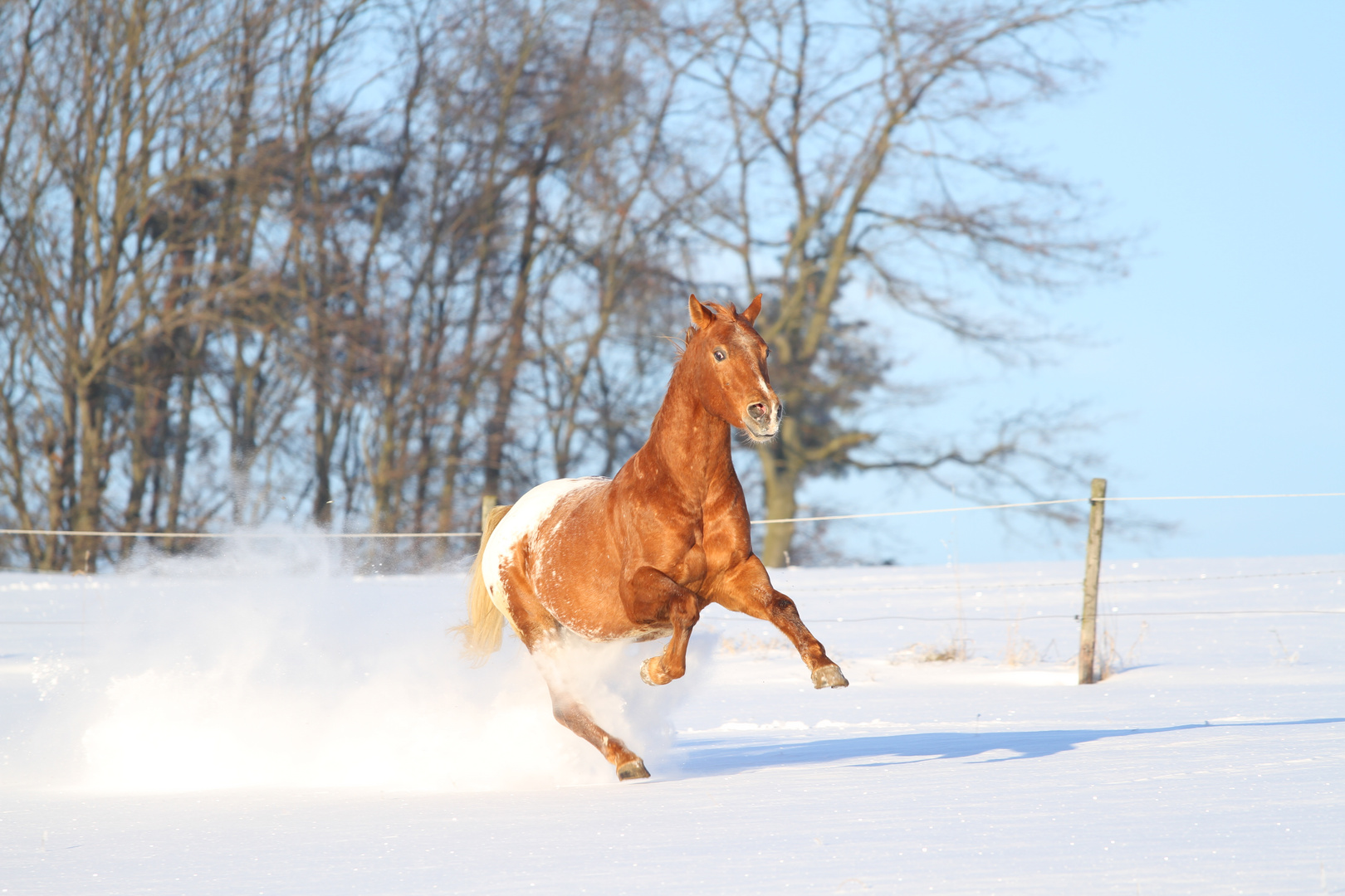 Appaloosa Luke