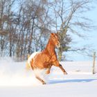 Appaloosa Luke