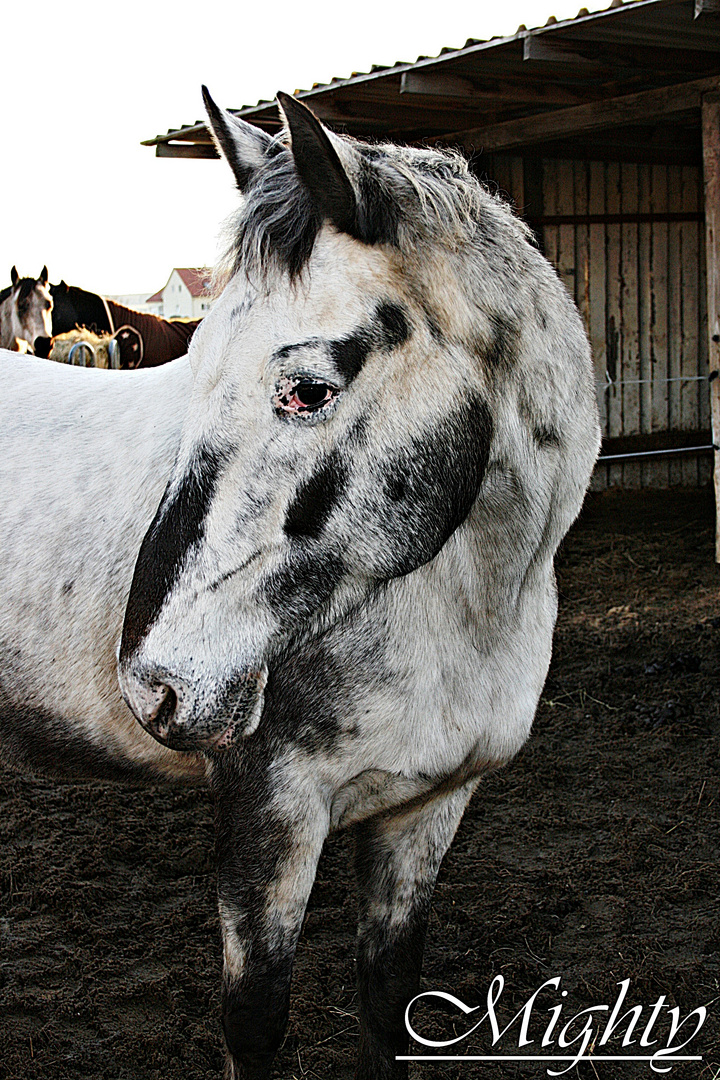 Appaloosa Mighty