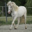 Appaloosa - Pony