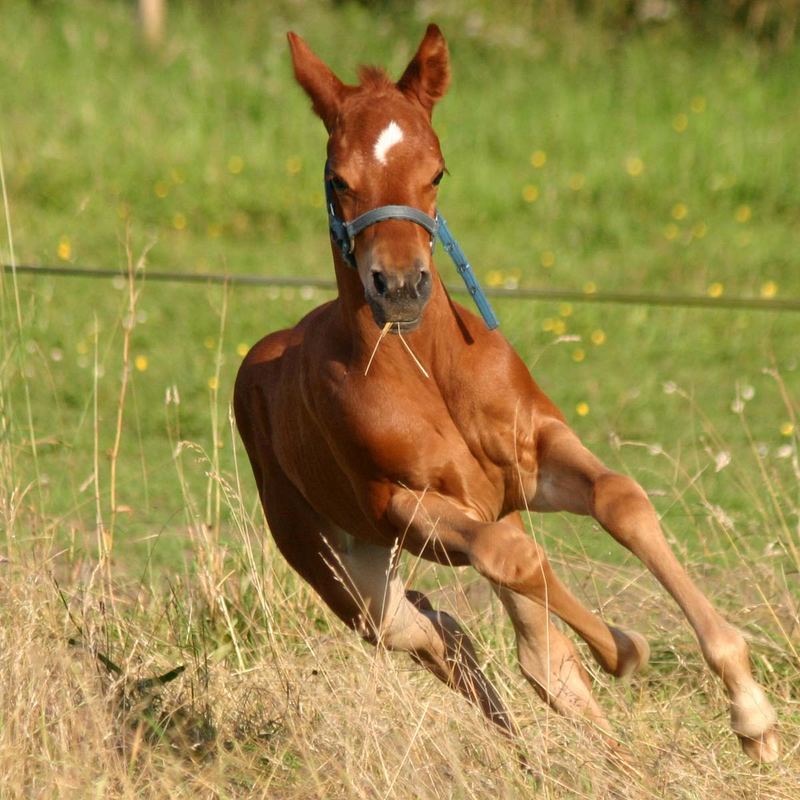 Appaloosa SIX WHIZ LENA, 10 Tage