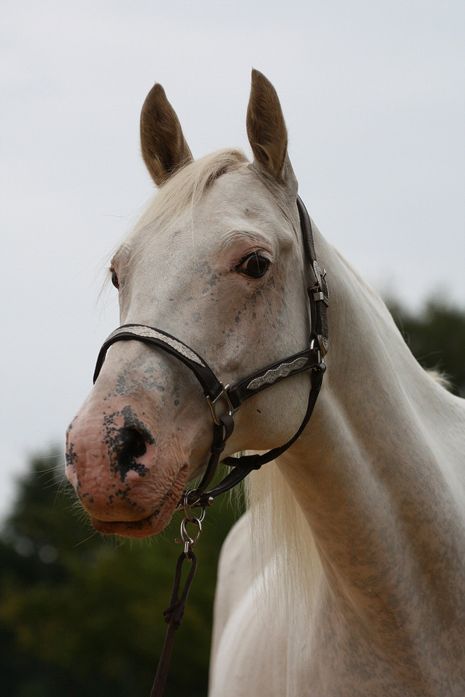 Appaloosa-Stute