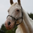 Appaloosa-Stute