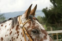 Appaloosa-Teilportrait