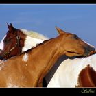 Appaloosa trift Paint Horse