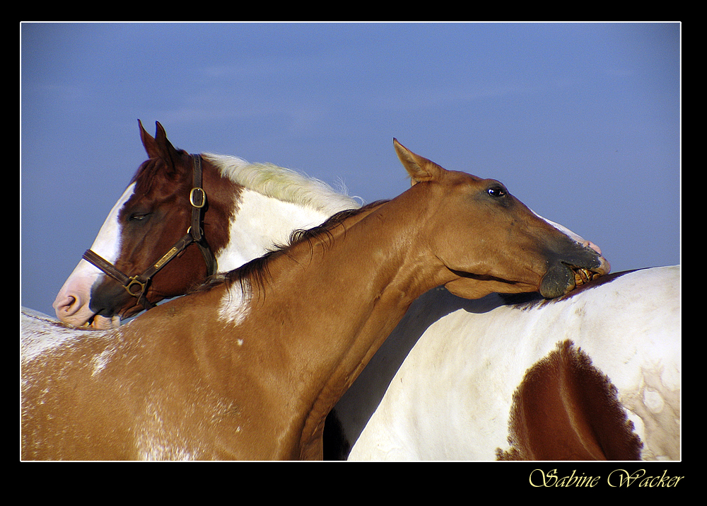 Appaloosa trift Paint Horse