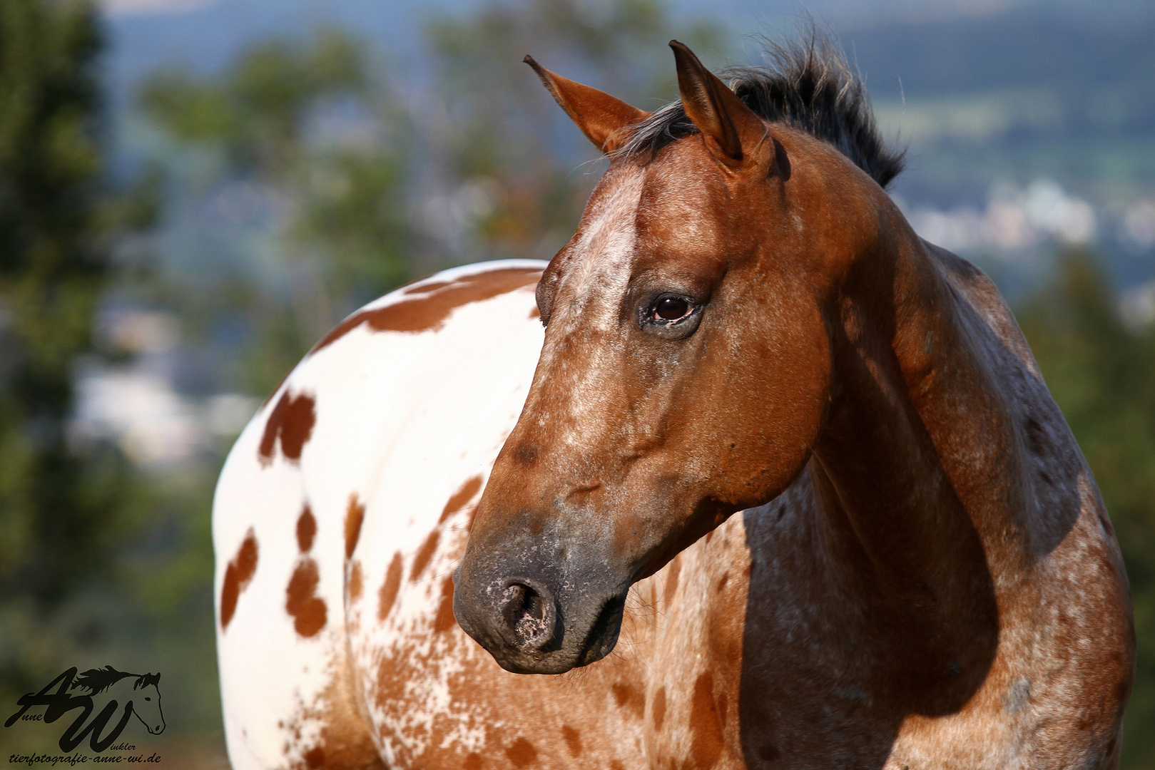 Appaloosa-Wallach Jonny