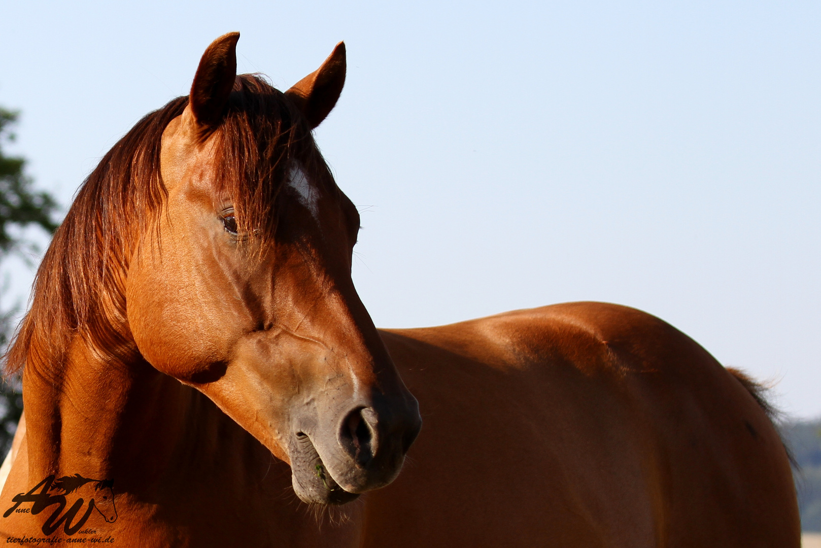 Appaloosa-Wallach Wrangler