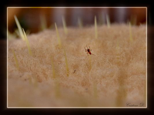 Appare morbida... ma quanto punge!!!