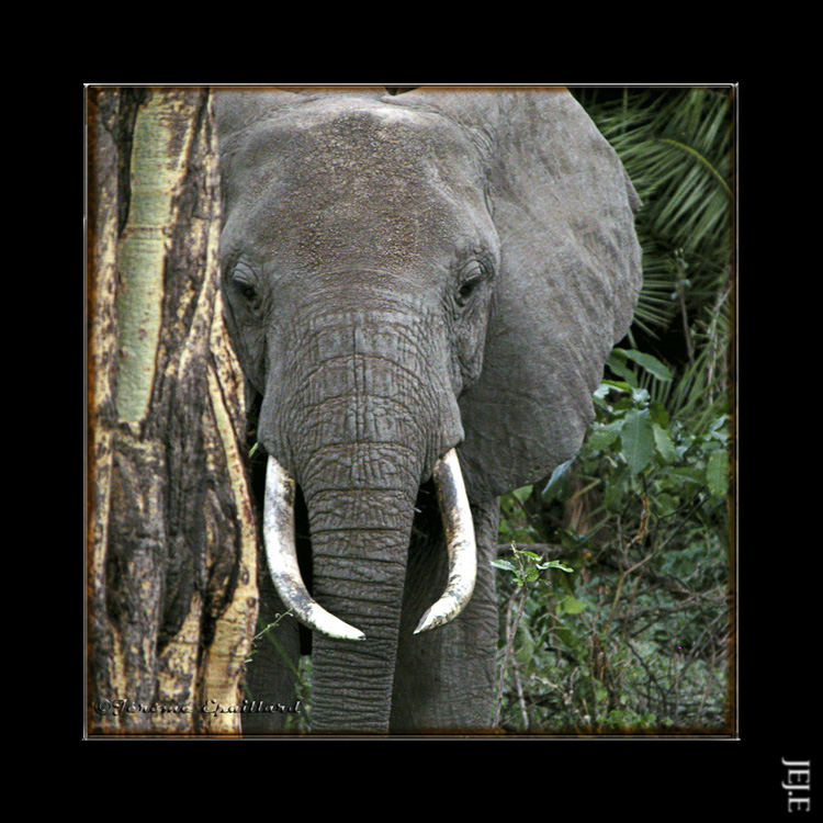 Apparition massive -Lake Manyara.Tanzania-