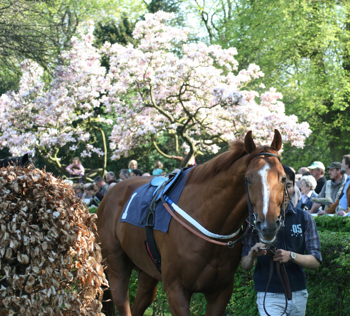 Appel au Maitre an Magnolie