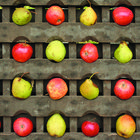 Appel und Birns