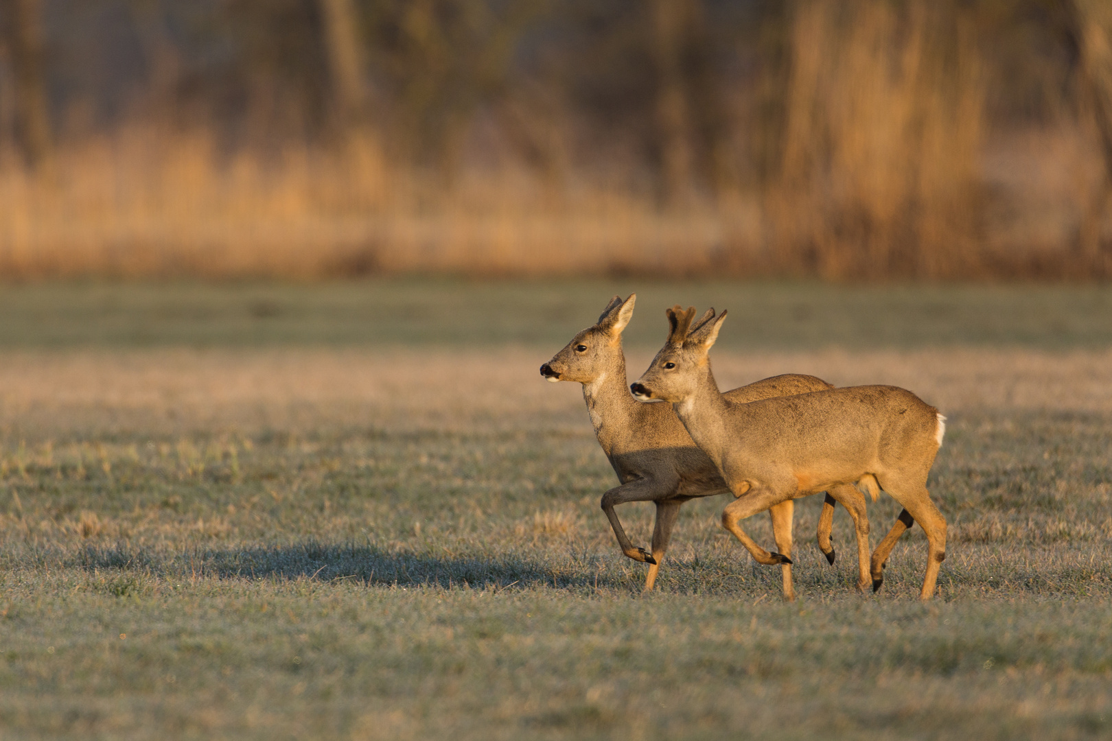 Appell in der Morgensonne...