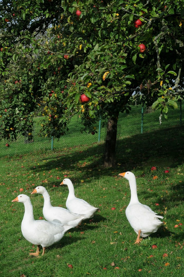 Appell unter`m Apfelbaum