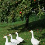 Appell unter`m Apfelbaum