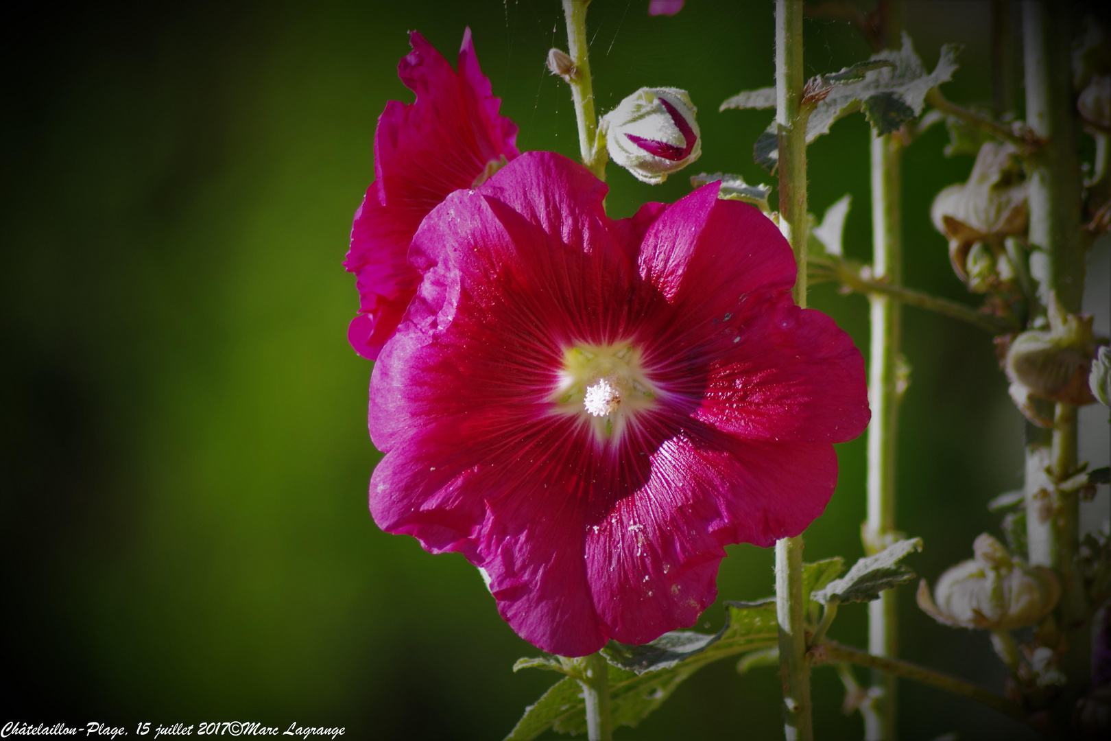 Appellation qui serait l'altération de "rose d'Outremer" ? photo et