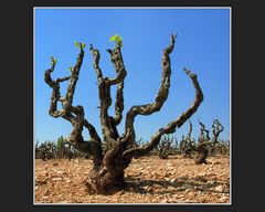 Appellation Vacqueyras Contrôlée