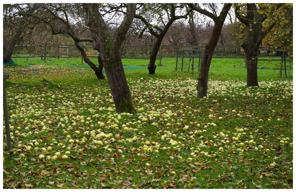 "Appeltun " ( Apfelgarten ) nach dem Sturm in Ostfriesland