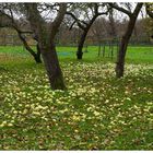 "Appeltun " ( Apfelgarten ) nach dem Sturm in Ostfriesland