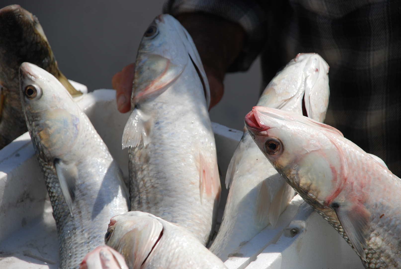 APPENA PESCATO LEBENDE FISHE