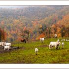 Appennino...autunno nell'aia