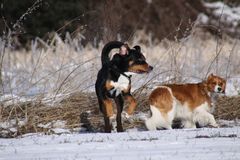 Appenzeller Abu und Kooikerhondje Yoda...am Steinhorster Becken