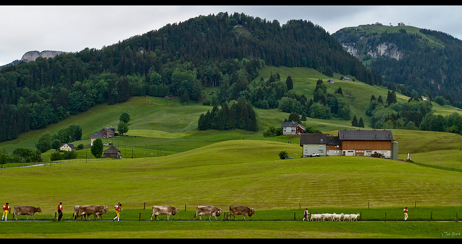 Appenzeller Alpaufzug II