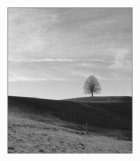 appenzeller baum