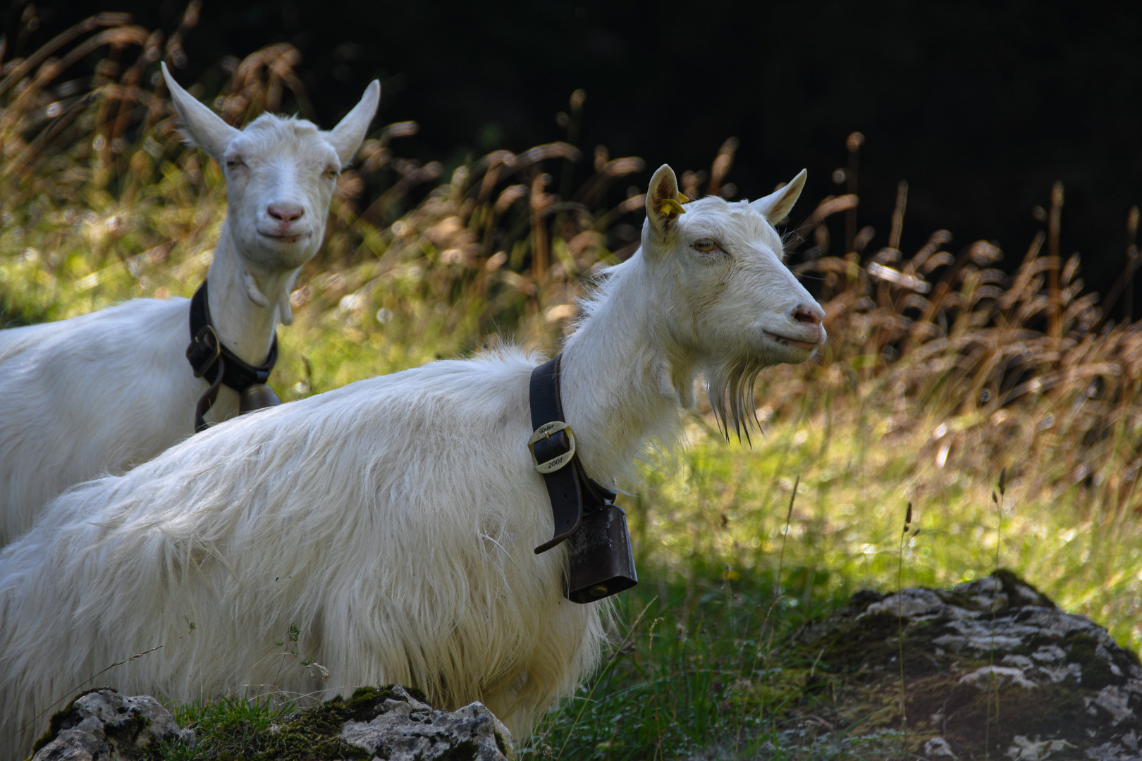 Appenzeller Berggeissen