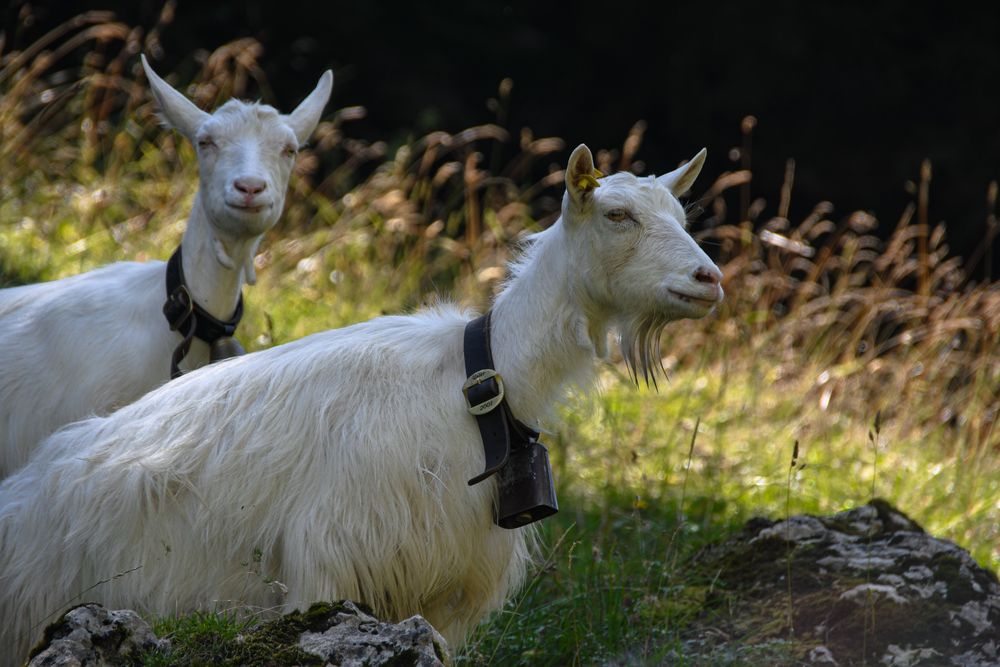 Appenzeller Berggeissen