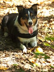 Appenzeller Einschlag