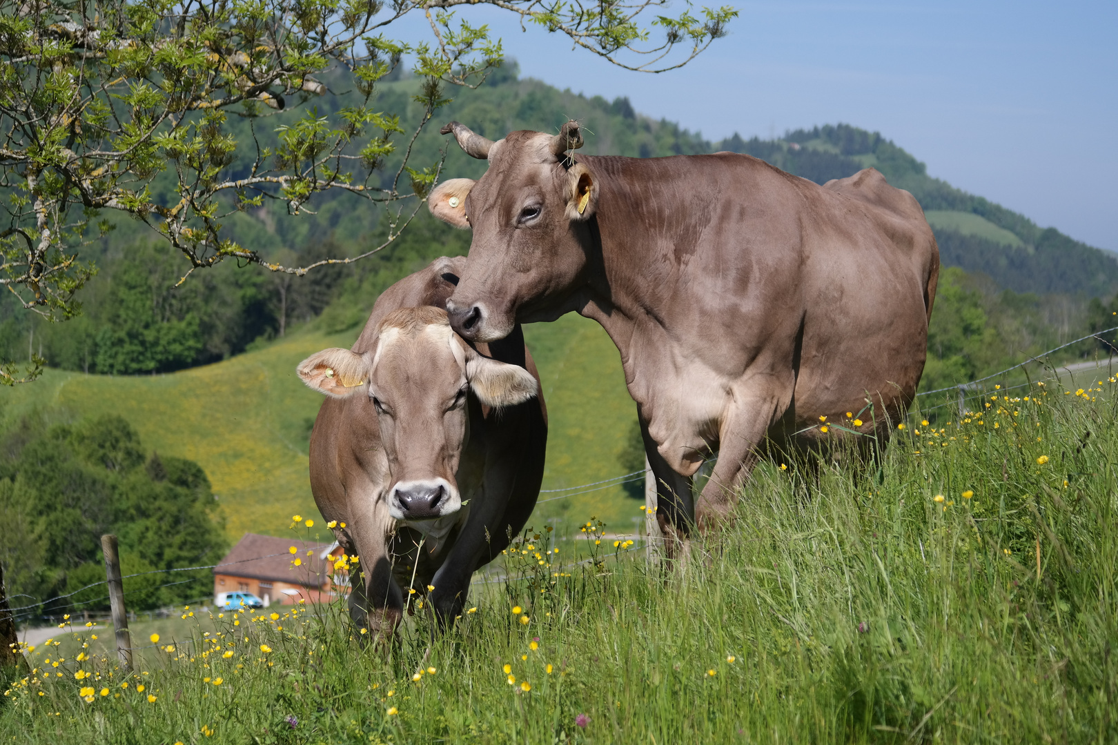 Appenzeller 