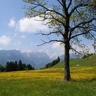 Appenzeller Land