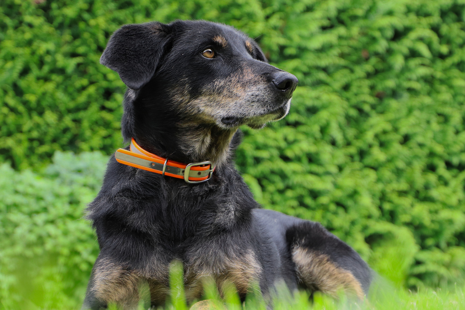 Appenzeller Sennenhund