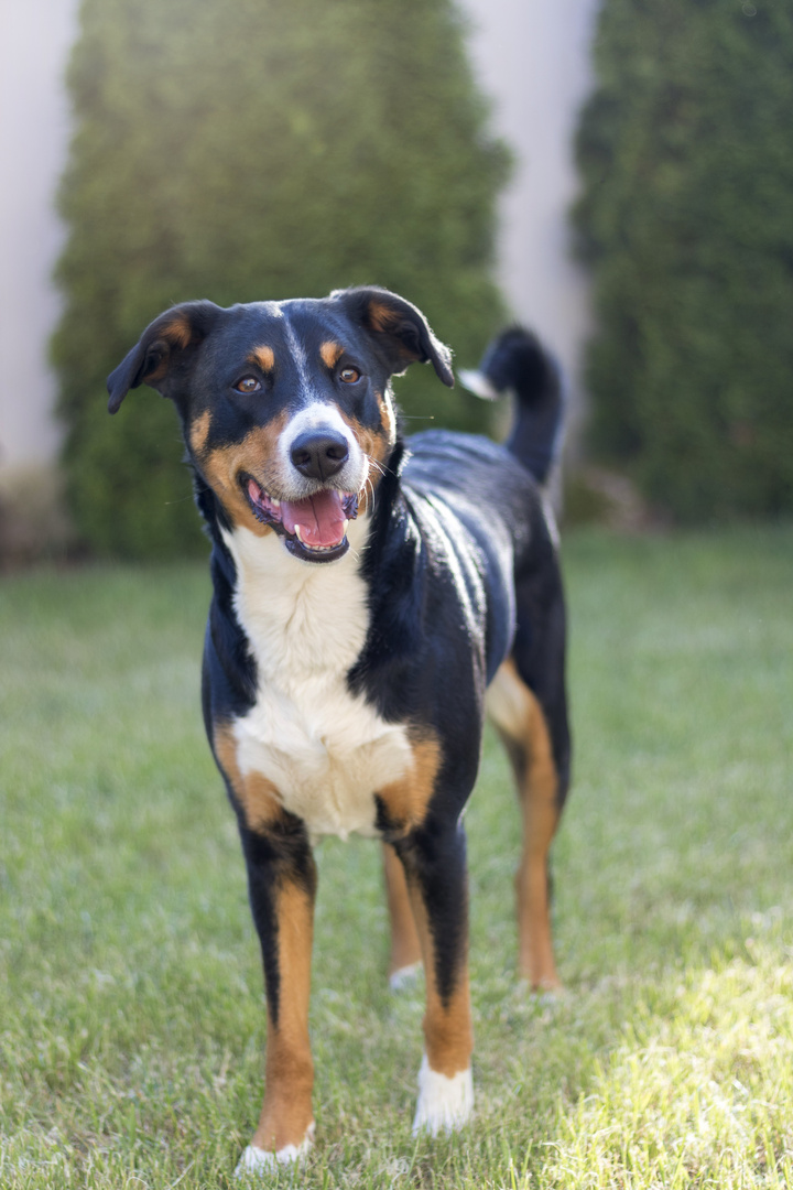 Appenzeller Sennenhund 