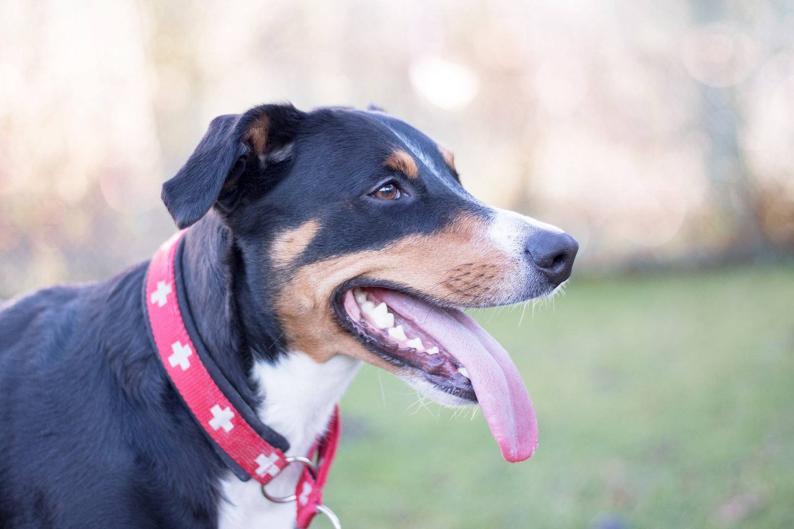 Appenzeller Sennenhund 