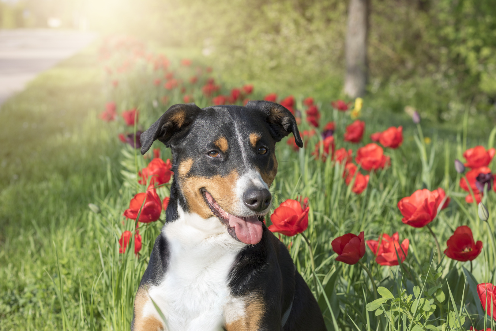 Appenzeller Sennenhund 