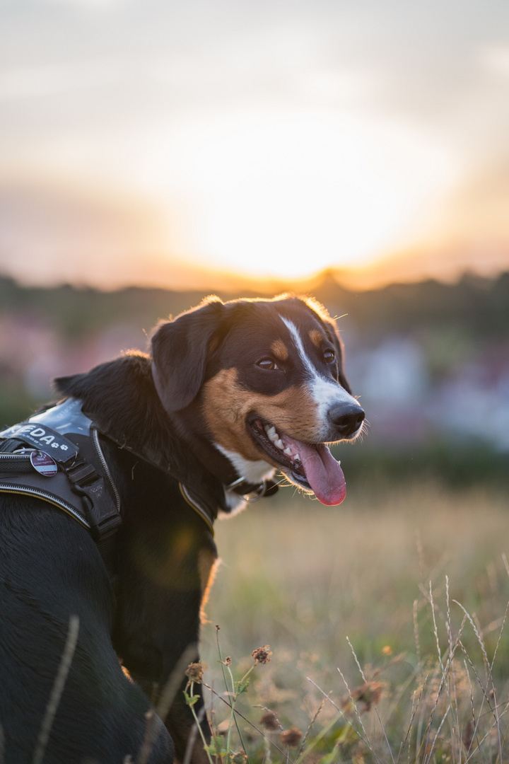 Appenzeller Sennenhund