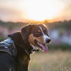 Appenzeller Sennenhund