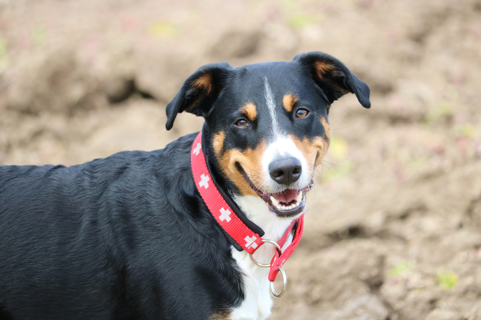 Appenzeller Sennenhund 