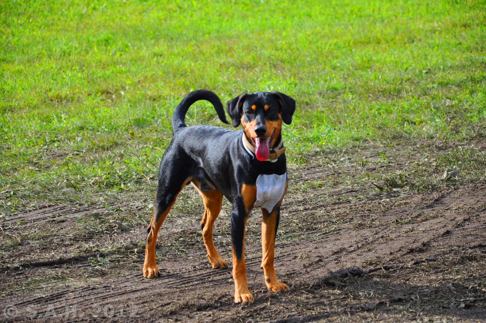 Appenzeller - Sennenhund