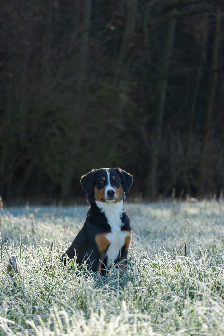 Appenzeller Sennenhund 