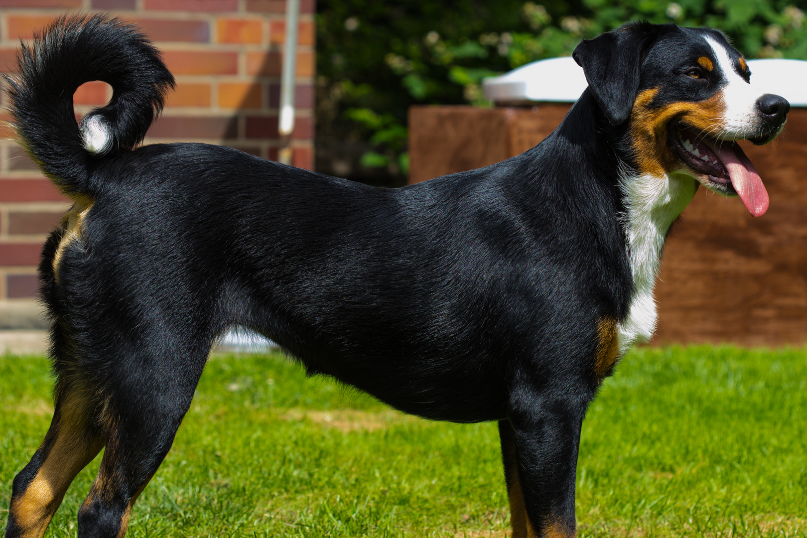 Appenzeller Sennenhund