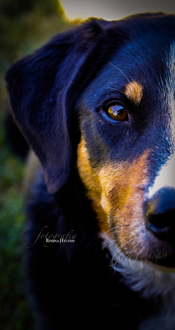 Appenzeller Sennenhund