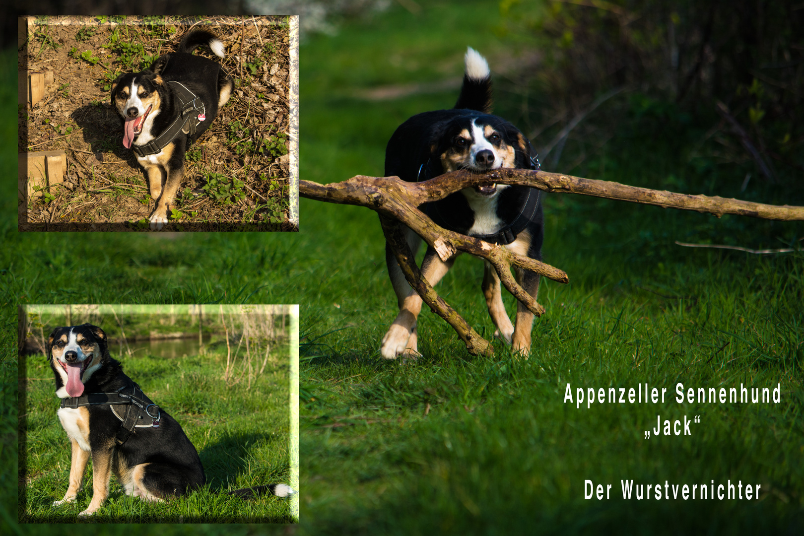 Appenzeller Sennenhund " Jack"