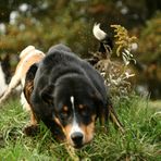 ...Appenzeller Sennenhund ...Yodas Freund