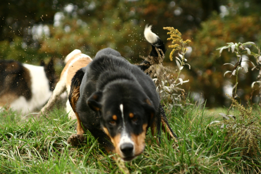 ...Appenzeller Sennenhund ...Yodas Freund