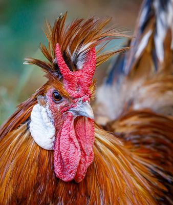 Appenzeller Spitzhaube (Gallus gallus domesticus)
